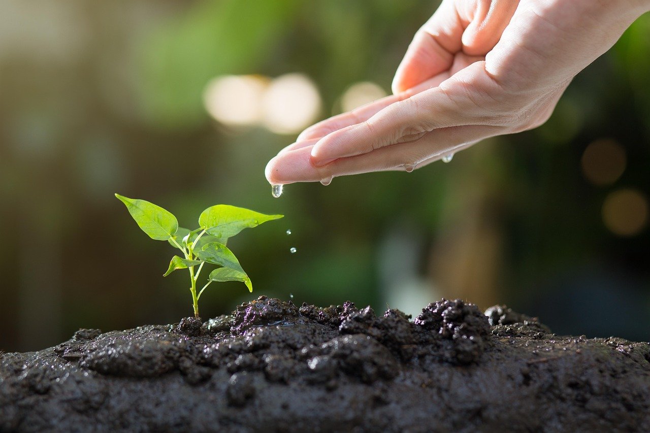 Propriedade rural produtiva com assistência técnica do Agrônomo Alcimar Viana