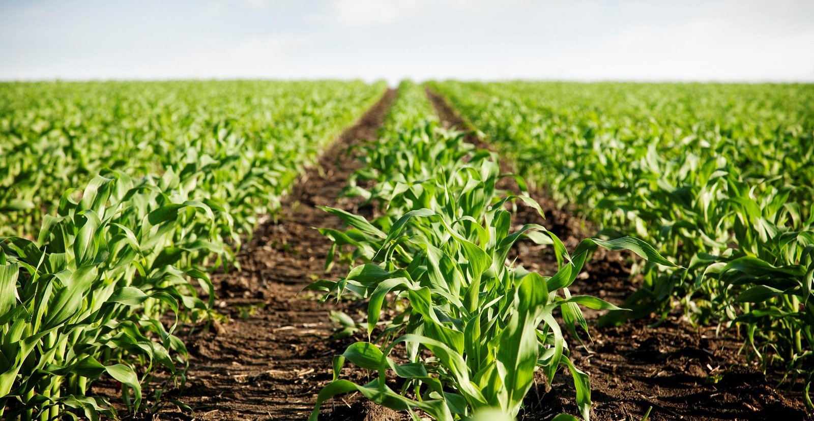 Assessoria em Cultivo Agrícola para aumento de produtividade no Maranhão
